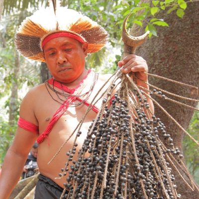 Können Entwicklungsprojekte Amazonien retten? Semeando Sustentabilidade e Plantar