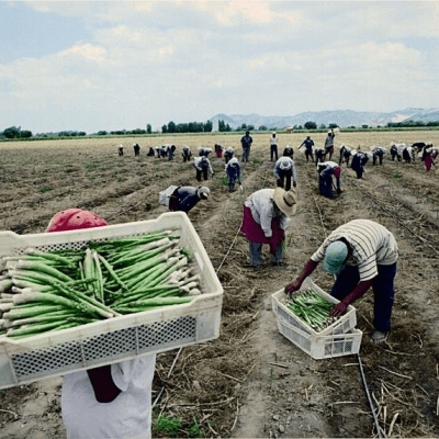 Landnutzung, Agroexporte und Wasserknappheit in Peru, Folgen der kapitalistischen Landnutzung an der peruanischen Küste