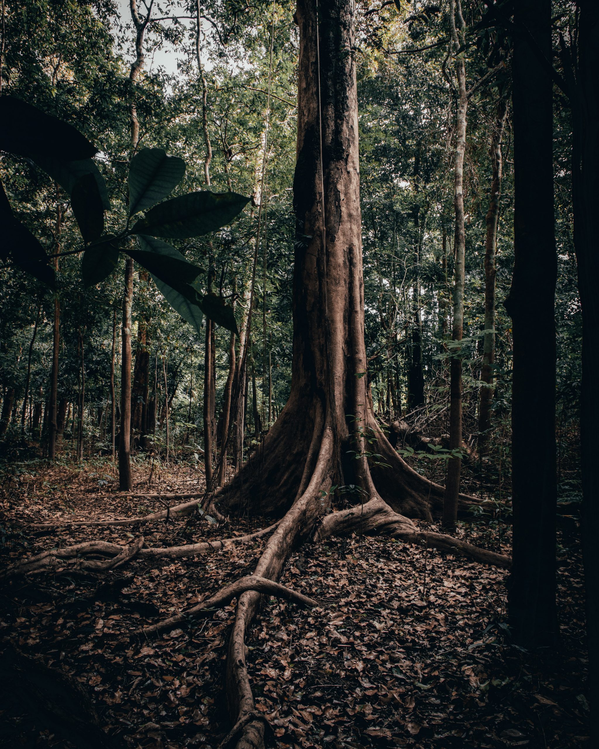 Entwicklung und Bewahrung Amazoniens in Zeiten des Klimawandels. 20 Jahre CES Rioterra